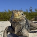iguana_cuban_jar_v_2128_cub5244.jpg